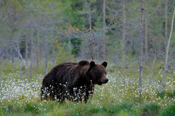 istock Bear with summer forest, wide angle with habitat. Beautiful brown bear walking around lake, fall colours. Big danger animal in habitat. Wildlife scene from nature, Russia. 1418212514