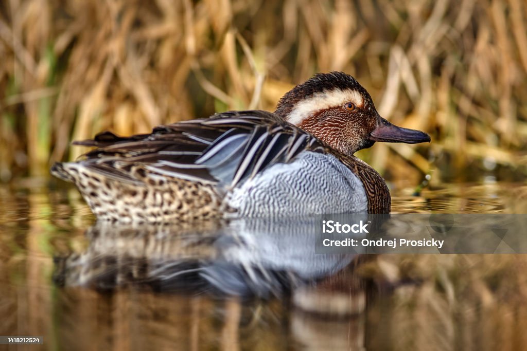 Garganey, Anas querquedula, small dabbling duck. It breeds in much of Europe and western Asia. Garganey detail close-up portrait in the water. Brown grey duck in the nature habitat. Wildlife Germany. Animal Wildlife Stock Photo