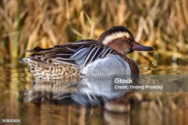 Garganey Anas Querquedula Small Dabbling Duck It Breeds In Much Of Europe And Western Asia Garganey Detail Closeup Portrait In The Water Brown Grey Duck In The Nature Habitat Wildlife Germany Stock Photo - Download Image Now