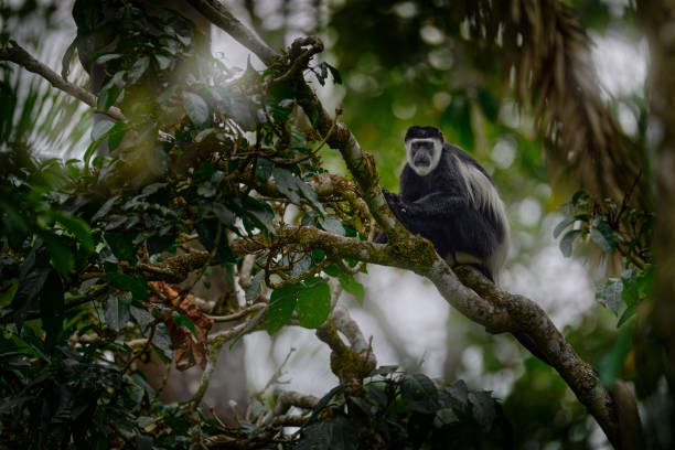 istock Monkey, wildlife nature from Uganda. Mantled guereza. Black-and-white colobus monkey from Murchison Falls NP. Cute animal from east Africa. Animal dark forest tree habitat. 1418212624
