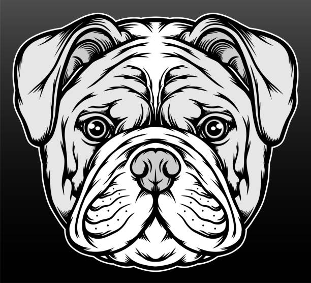 Black white american bulldog Black white american bulldog. Premium vector pit bull power stock illustrations