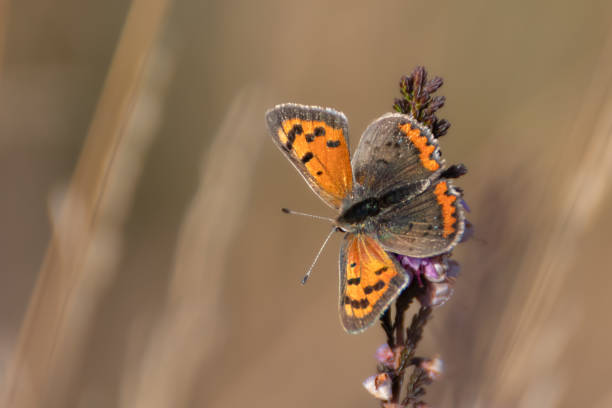 small copper butterfly on a light brown background - lycaena phlaeas imagens e fotografias de stock