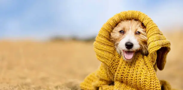 Photo of Cute happy pet dog puppy wearing autumn winter coat