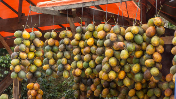 istock passion fruit hanged at the local market 1418216545