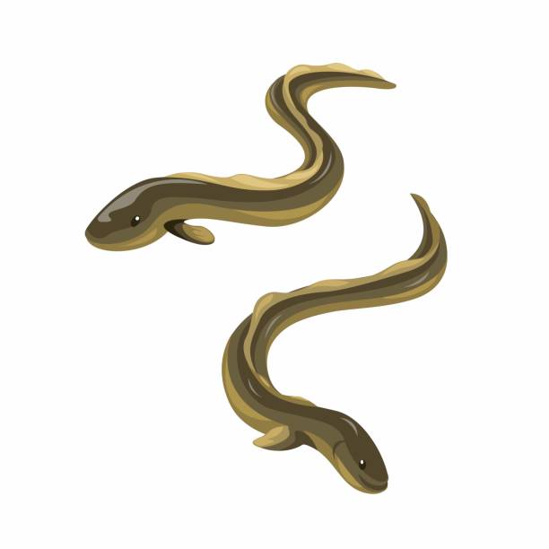 ilustrações de stock, clip art, desenhos animados e ícones de eel fish animal character set illustration vector - saltwater eel
