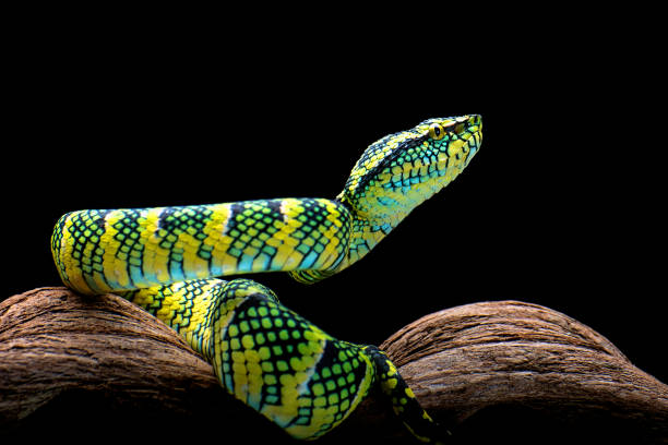 Wagler's pit viper on tree branch stock photo