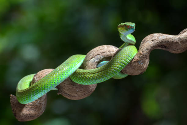 istock White-lipped island pit viper on tree branch 1418217612