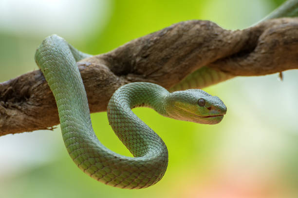 Wagler's pit viper on tree branch stock photo