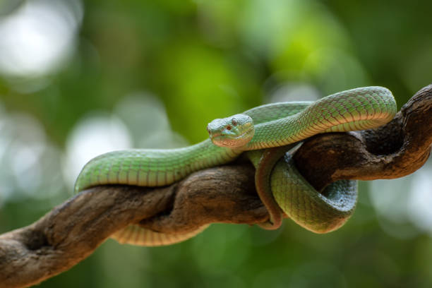 istock White-lipped island pit viper on tree branch 1418217673
