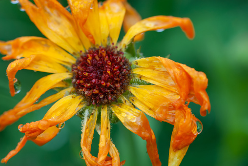 A colourful portrait of the flower head of a calendula officinalis or common marigold in rainy day with a lot of raindrops on it