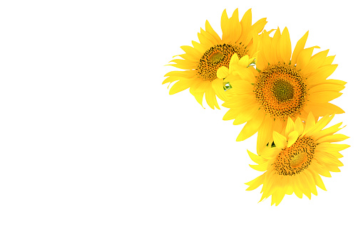 isolate of three sunflower flowers