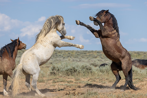 a pair of wild horse stallions fighting in the Wyoming desert in summer