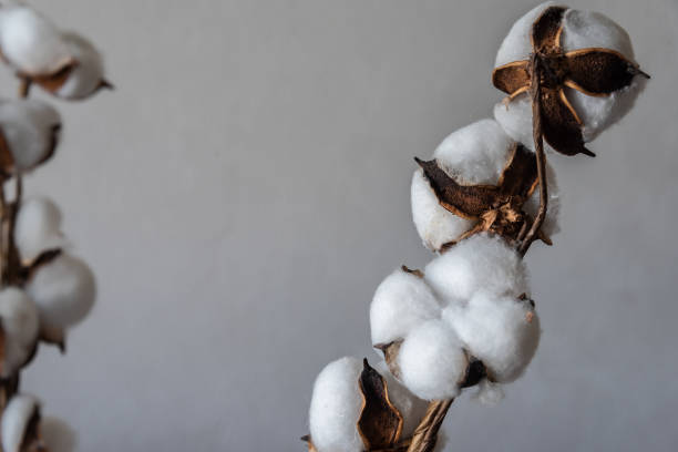 istock Cotton branch on a colored background as an element for design. Copy space. 1418221529