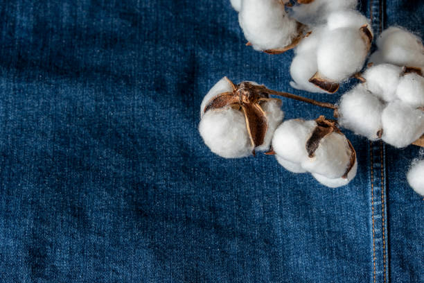 istock Cotton branch on a colored background as an element for design. Copy space. 1418221545