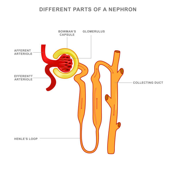 illustrazioni stock, clip art, cartoni animati e icone di tendenza di struttura del nefrone e diverse parti di un'illustrazione vettoriale di nefrone - glomerulus