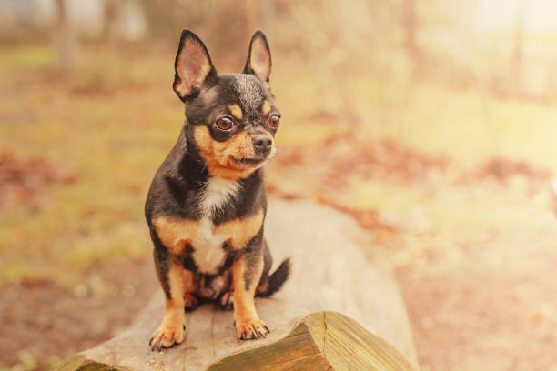 Chihuahua tricolor dog. Small thoroughbred dog in nature. stock photo