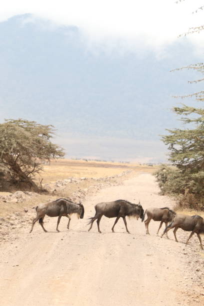 gnous traversant une route - zebra africa wildlife nature photos et images de collection