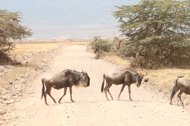 gnous traversant une route - zebra africa wildlife nature photos et images de collection