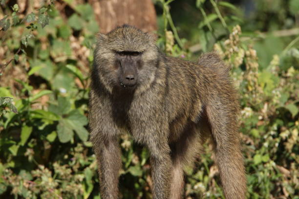 istock Wild baboon on the road 1418226364