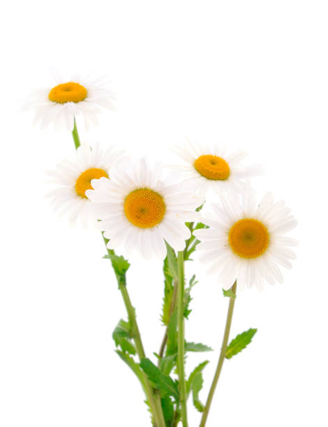 istock Beautifu white wildflowers. 1418228680