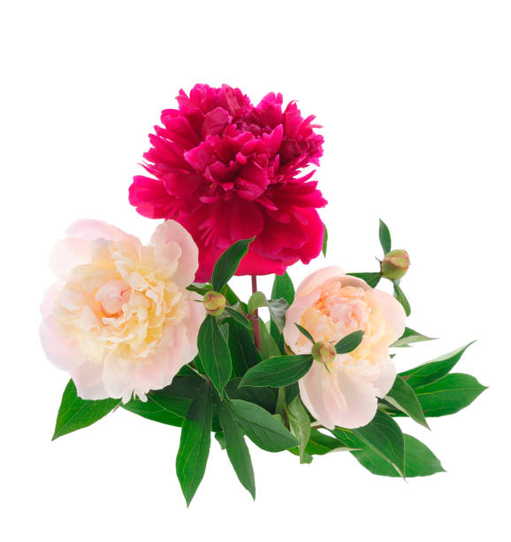 istock Beautiful peony flower. 1418228692