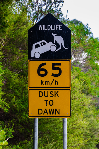 Australian road signs warning of presence of wildlife on the roads including kangaroos, speed restriction in place from dusk to dawn taken during a light rain shower