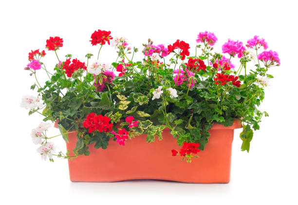 beautiful geranium flower in pot. - geranium imagens e fotografias de stock