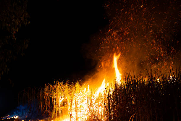 istock Sugar cane is burned to remove the outer leaves around the stalks before harvesting 1418229126