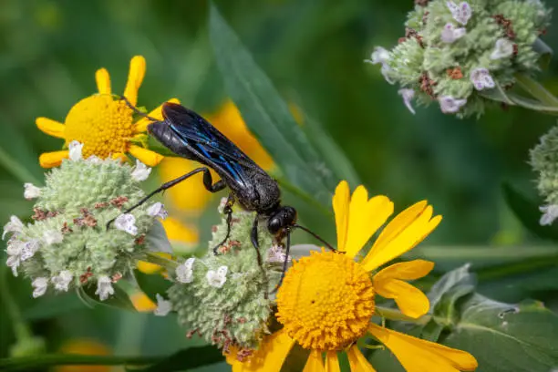 A wasp common blue mud dauber gathers pollen from a Clustered Mountainmint flowers.