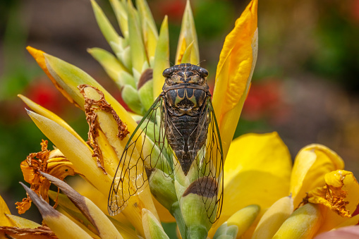 17 Year Cicada (Magicicada) perched on a stick with a green background