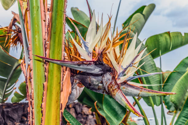 Strelitzia or bird of paradise flower close up Strelitzia or bird of paradise flower close up. Floral geometric abstract background. Exotic flora of the Canary Islands, Spain nguni cattle stock pictures, royalty-free photos & images