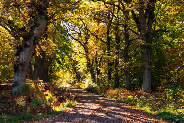 istock Autumn forest road in beautiful light 1418233605