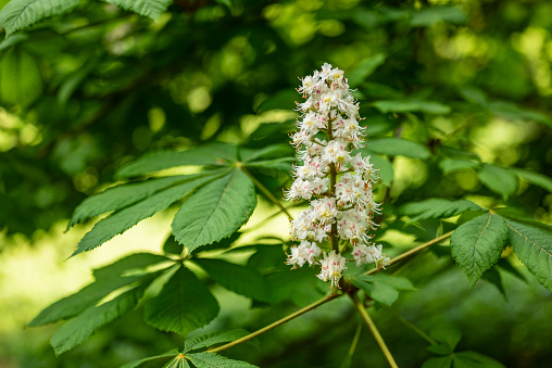 Blooming inflorescence amidst the leaves of a horse chestnut tree (Aesculus hippocastanum)