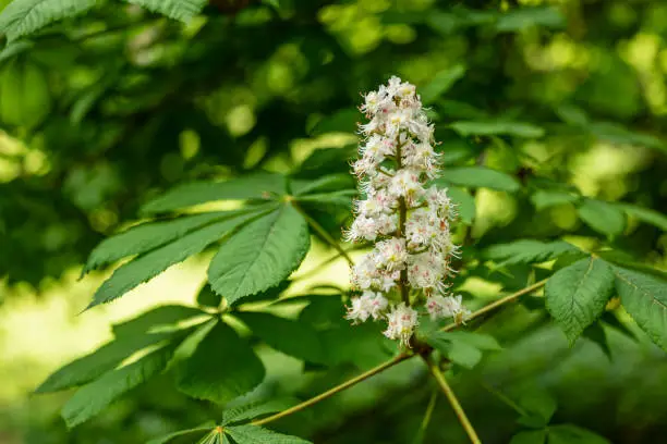 Flowering inflorescence amidst the green leaves of a horse chestnut tree (Aesculus hippocastanum), Weserbergland, Germany