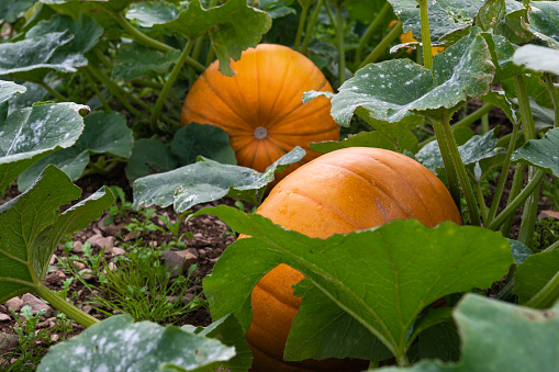 Pumpkins growing in a field in late summer in south west Scotland