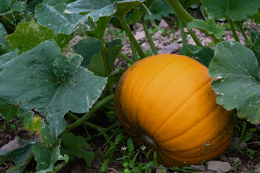 Close up of a ripe pumpkin growing in a field in late summer in south west Scotland