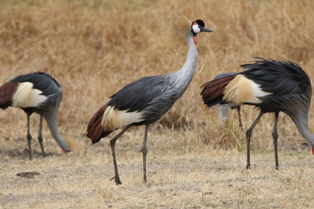 istock Grey crowned cranes at Ngorongoro 1418234160