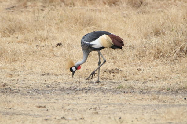 istock Grey crowned cranes at Ngorongoro 1418234161