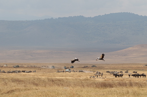 Grey crowned cranes at Ngorongoro Conservation Area