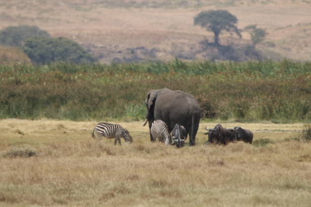istock Grey crowned cranes at Ngorongoro 1418234193