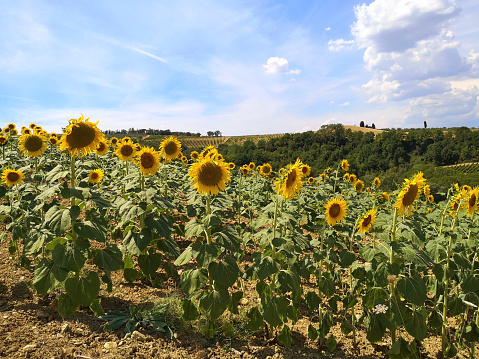 Sunflower fields on the hills near the town of Montespertoli, Chianti, in Florence province, Tuscany