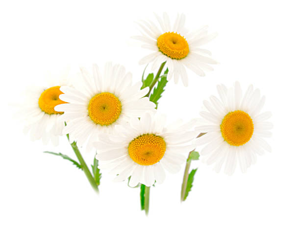 istock Beautifu white wildflowers. 1418237630
