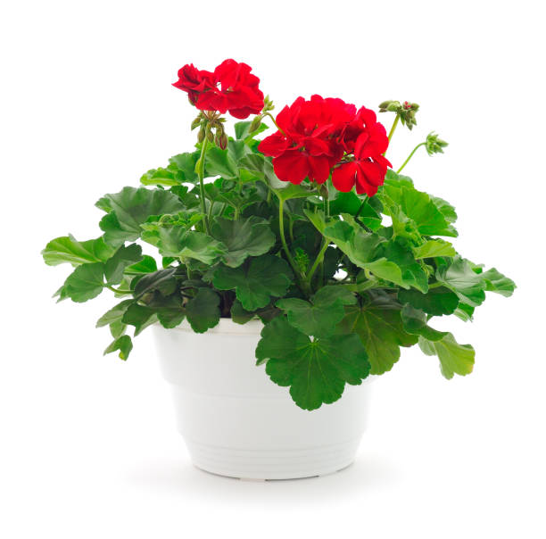 istock Beautiful geranium flower in pot. 1418237640