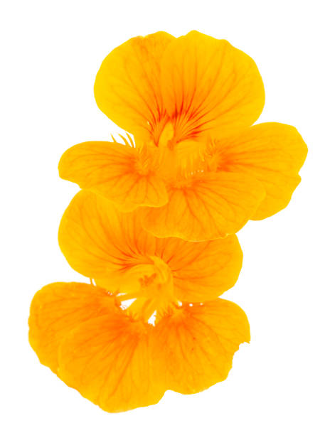 istock Beautiful nasturtium flower. 1418237695