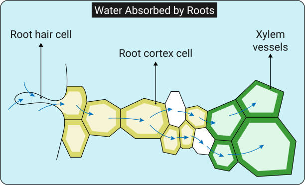 Water Absorbed by Roots: T.S. of the root showing movement of water from soil to xylem Water Absorbed by Roots: T.S. of the root showing movement of water from soil to xylem stomata stock illustrations