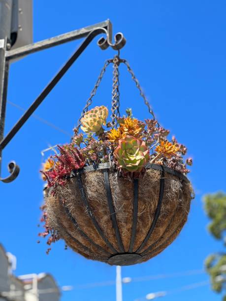 istock Vertical shot of a hanging flowerpot 1418238335