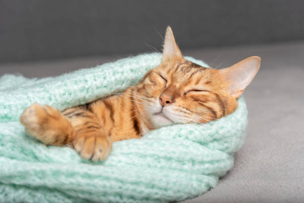 istock Domestic cat sleeps wrapped in a warm sweater. 1418238357