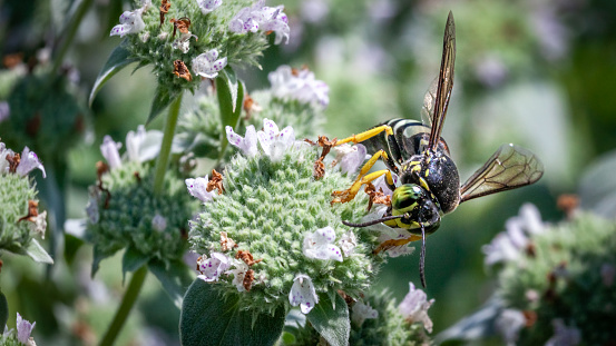 A Four-banded stink bug hunter wasp gathers pollen from a flower of Clustered Mountainmint.