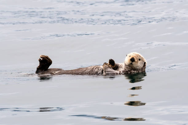 istock Otter Relaxing Off Homer, Alaska 1418240452