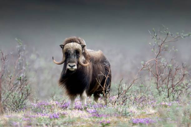 primo piano di un muskox in un campo in antartide - bue muschiato foto e immagini stock